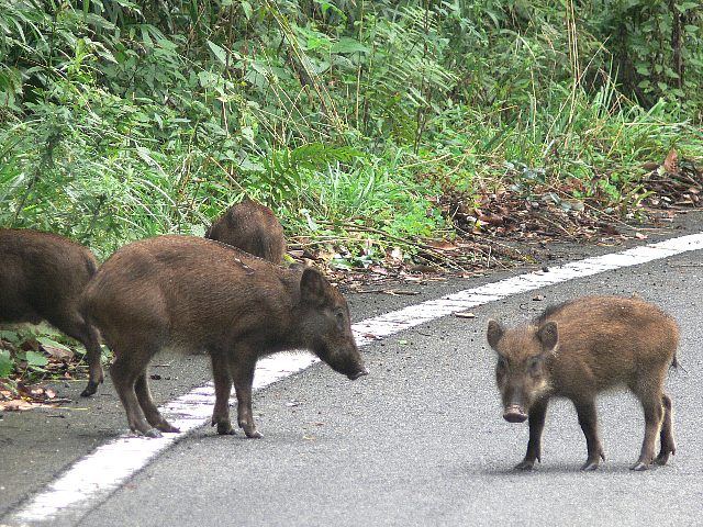 クマ イノシシに注意 そして ハンターにも注意してください 知っておいてソンはない 一人で行く山とキャンプのためのおはなし 楽天ブログ