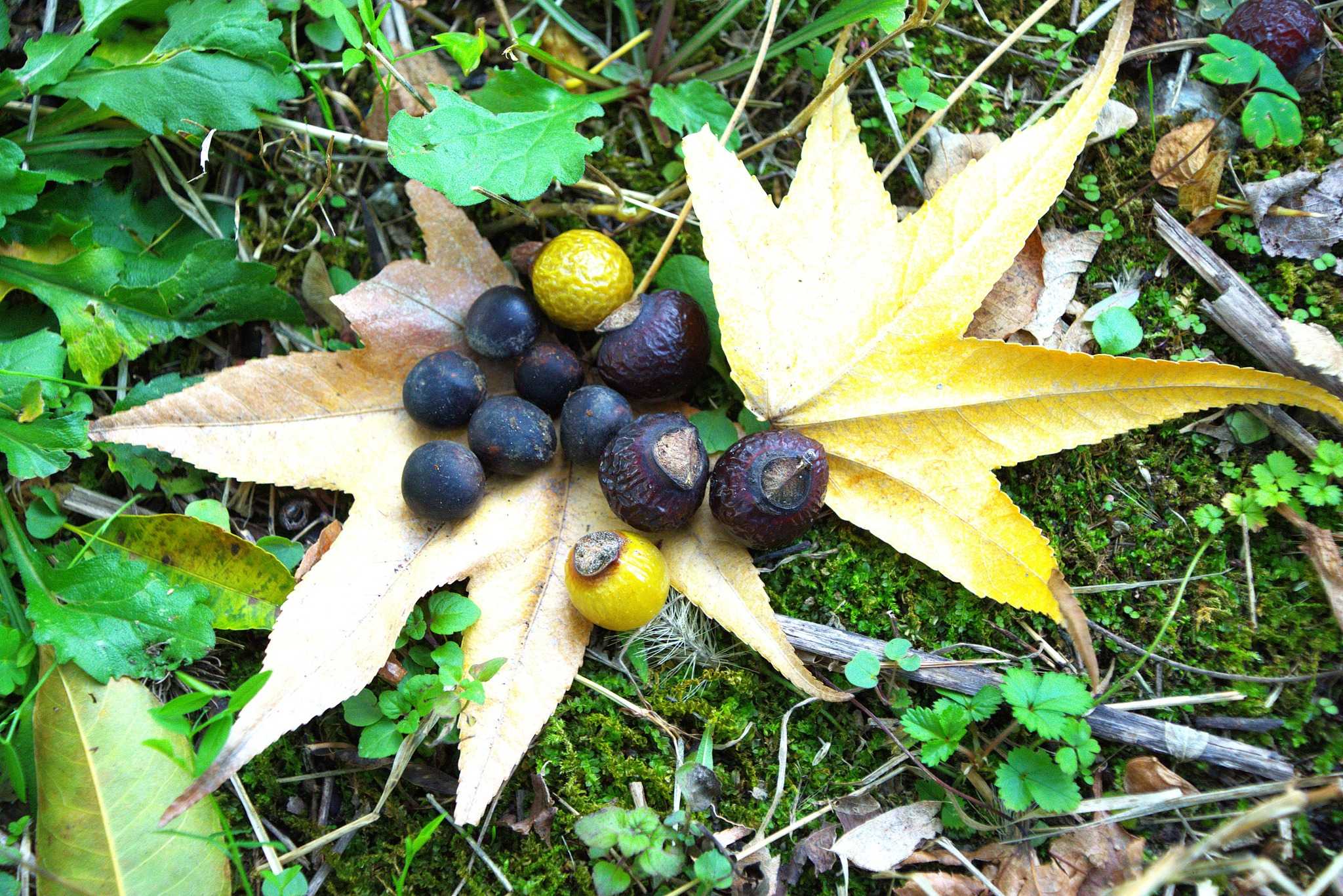 ♪ららら　ららら　♪　Je suis de Osaka.