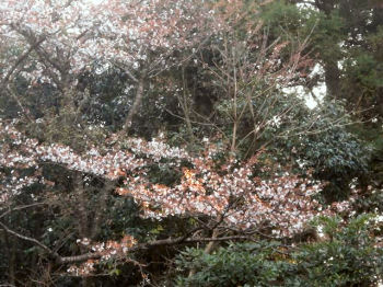 山桜