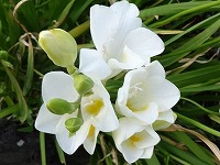 ２月２日の誕生花 フリージア 白 の花言葉 あどけなさ キュートなフリージアの香る白い花の 純潔 弥生おばさんのガーデニングノート 花と緑の365日 楽天ブログ