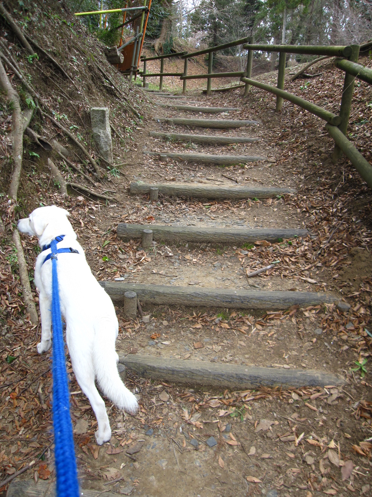 1 24 スパイクと散歩 ２ 佐倉市臼井田 臼井城址公園 ばくんと愛犬スパイク 楽天ブログ