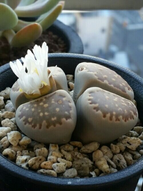 観葉植物 多肉植物 メセン リトープス 紅日輪玉 五大力とはまだ