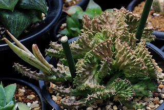 ガガイモ　 ナマクエンシス(黄金牛角)① ガガイモ ナマクエンシス黄金牛角①