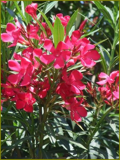 夾竹桃カンバスは空パステル画♪ | 花の歳時記 （天南星の魅力＆山野草