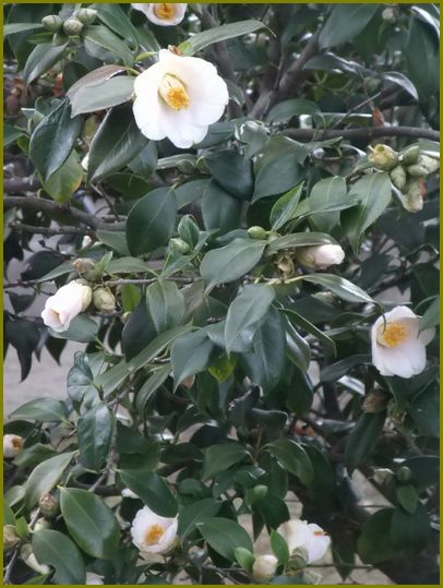 椿の花便り28～ 毛利呼子鳥初松籟に囀りぬ♪ | 花の歳時記 （天南星の