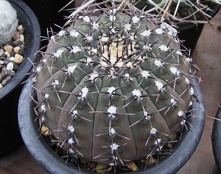 【強刺】ギムノカリキウム 黒刺鳳頭 台付き Gymnocalycium asterium【ギムノカリキウム・黒刺鳳頭