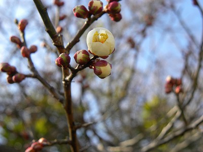 DSCN7480.jpg
