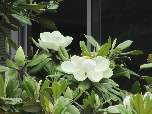 タイサンボク（泰山木・大山木）直径15～25cmの巨大な白い花。 | 気ままな生活 - 楽天ブログ