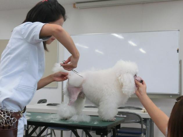 ○＾o＾○）美容学✄ファースト・コンチネンタル・クリップを学ぶ