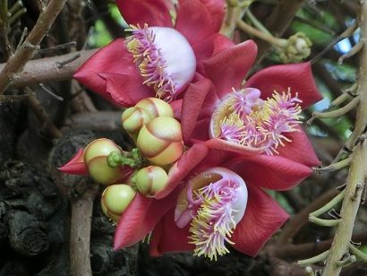 カンボジアで観た沙羅双樹（シャラノキ）の花 第988号