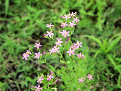 ピンクの小さな花の群生に出合って茫然 名前が分からない 三田のいのしし 見て歩き日記 楽天ブログ