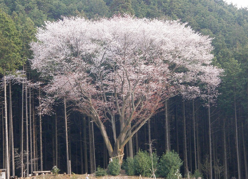 蘇水園の春」と「房姫桜」 | やおツーリスト - 楽天ブログ