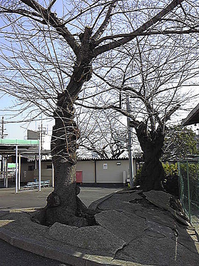ど根性さくら コンクリートをカチ割る100年桜 さくら咲いたら各テレビ局取材においでやす ブログ小説 伏見稲荷大社の物語 小説西寺物語 小説盆栽物語 音川伊奈利 お笑い歴史小説家 お笑い歴史小説 楽天ブログ