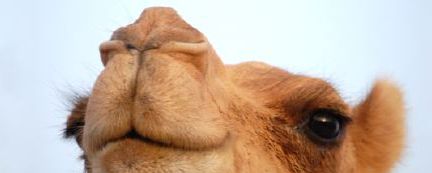 ワディラムの砂漠を Camel でお散歩 月の砂漠 ヨルダンから 楽天ブログ