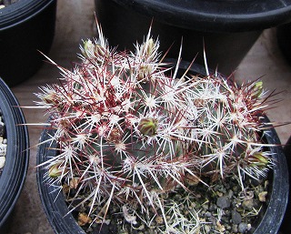 エキノケレウス・青花蝦交配種 | ☆ガマンマの ニク・サボ栽培