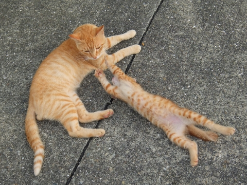 ふんばり親子猫 茶トラ 野良で生まれた茶トラの子猫 穏やかに成長、ボス争いの仲裁役に