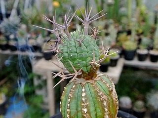 【大株】ユーフォルビア群星冠 国内実生 塊根植物 サボテン 大株】ユーフォルビア 群星冠 ステリスピナ 子株付き Euphorbia