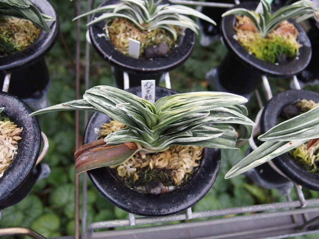 愛玉殿 | 万葉の足あと【万年青日記】 - 楽天ブログ