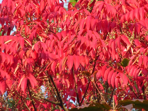 ハゼの木の鮮やかな紅葉と果実 気ままな生活 楽天ブログ