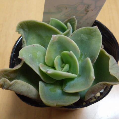 桃月