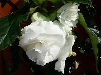 １１月２９日の誕生花 ベゴニア 白 の花言葉 片思い 白いベゴニアの 親切 な花 弥生おばさんのガーデニングノート 花と緑の365日 楽天ブログ
