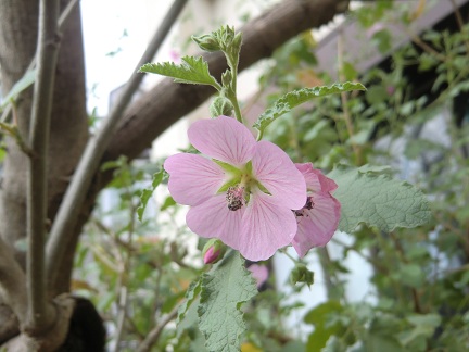 庭の姫芙蓉の花が風に可愛く揺れています バジルオイル作ってみました Brazilian Herb Sabiaのブログ 楽天ブログ