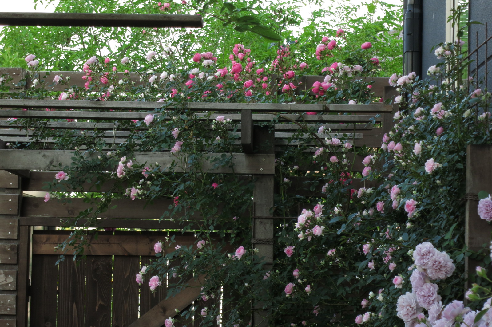 ポンポネッラと芽衣が咲いてきました 男のバラ庭造り 楽天ブログ