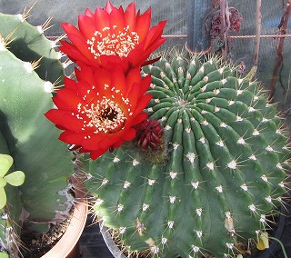 花サボテンの花 ガマンマの ニク サボ栽培 楽天ブログ