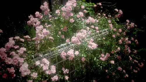 ミニつるばら 舞姫 趣味の園芸 バラ つるバラの育て方 植付け 剪定 切り戻し