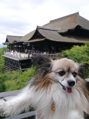 2012京都夏14.JPG
