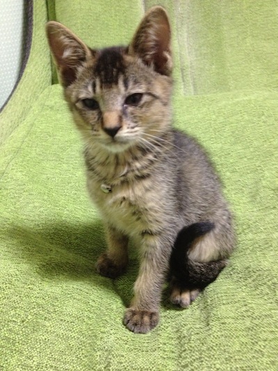 リトルクゥ20120722
