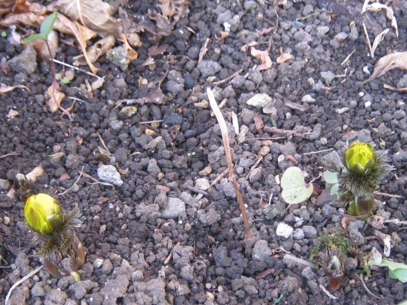 福寿草の花は温度で開閉する ひこじいさんのブログ 楽天ブログ