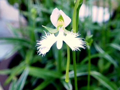 サギソウの球根の植え替え 初めて格好よく植える仕事をしてみました 三田のいのしし 見て歩き日記 楽天ブログ