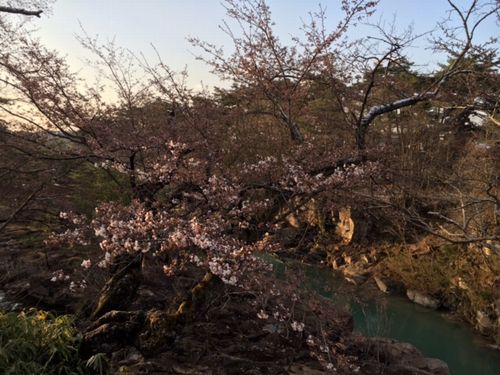 厳美渓の桜