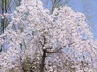 ４月９日の誕生花 シダレザクラ 枝垂れ桜 の花言葉 優美 花のれんに隠された ごまかし 弥生おばさんのガーデニングノート 花と緑の365日 楽天ブログ