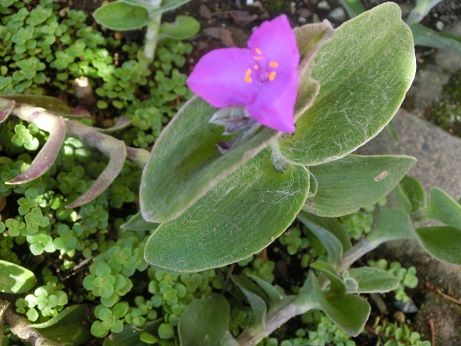 地植えの多肉 ホワイトベルベット。アクセス数を解析してみた。 | 静かな時が流れる｢風の庭」 - 楽天ブログ