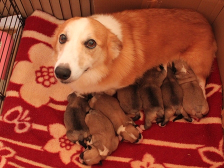 コーギーの赤ちゃんが生まれました One S家族の犬日記 楽天ブログ