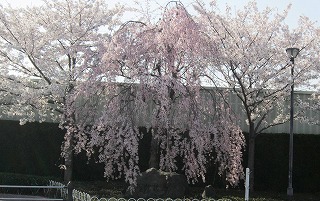 IMG_5942@.jpg
