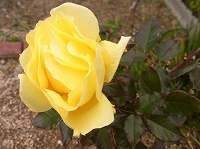 １２月２５日の誕生花 冬バラ 冬薔薇 の花言葉 輝かしく いつ見ても優美である 四季咲きのバラ 弥生おばさんのガーデニングノート 花と緑の365日 楽天ブログ