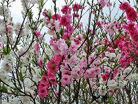 ３月３日の誕生花 ハナモモ 花桃 の花言葉 あなたに夢中 見て楽しむあでやかな花の 恋のとりこ 弥生おばさんのガーデニングノート 花と緑の365日 楽天ブログ