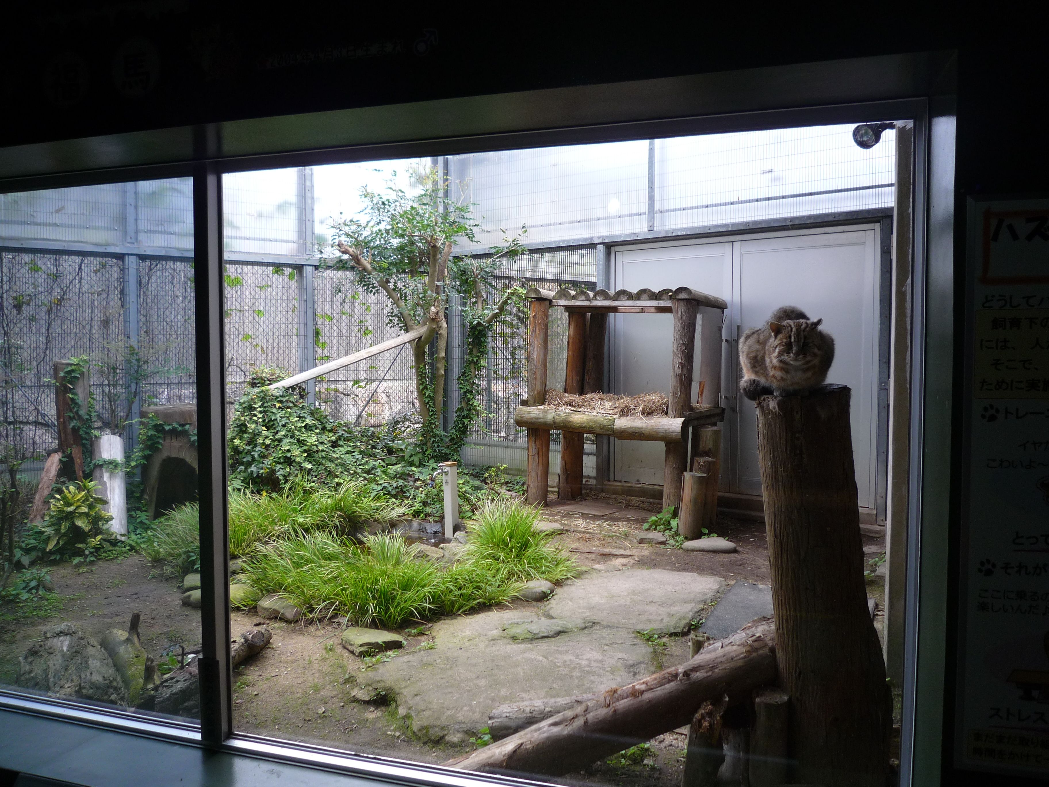 対馬野生生物保護センター ツシマヤマネコ 福馬くん まったりほっこりのんびり 楽天ブログ
