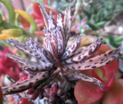 寒さに弱いカランコエ属の中で元気な不死鳥錦です 狭い庭を花いっぱいにする育て方 楽天ブログ
