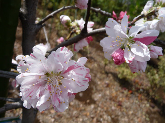 花桃 色々 ミックス 白 濃いピンクと薄いピンク しだれ桜 写真あり 私の好きな花 楽天ブログ