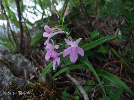 ウチョウラン 自生地 | 園芸侍の「なんでも植物栽培記」 - 楽天ブログ