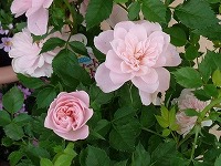 ３月２０日の誕生花 ミニチュア ローズ ミニバラ の花言葉 果てしなき愛 愛らしく咲くコンパクトな小輪のバラ 薔薇 の 特別の功績 弥生おばさんのガーデニングノート 花と緑の365日 楽天ブログ