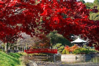 瀬戸市定光寺公園の紅葉 V太郎とともに風を感じて 楽天ブログ