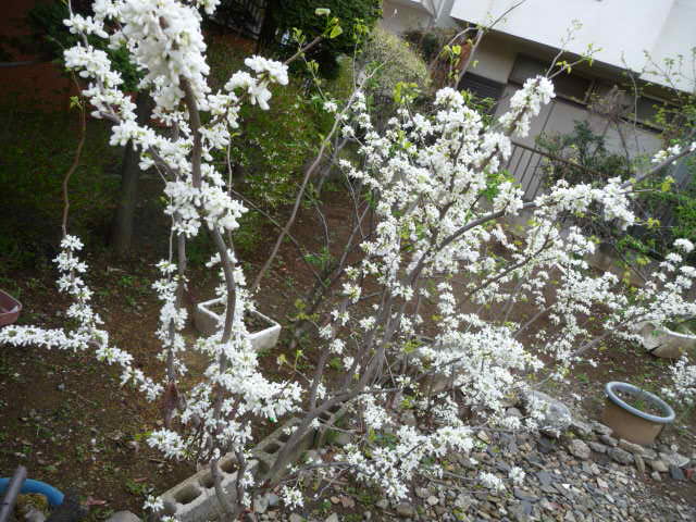 花ズオウ 白とピンク 桜 天の川 どうだん躑躅 写真あり 私の好きな花 楽天ブログ