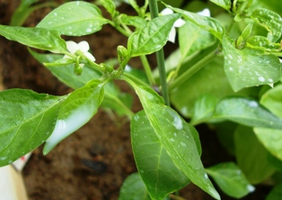 20120602 aburamushi on tougarashi tree 4.jpg