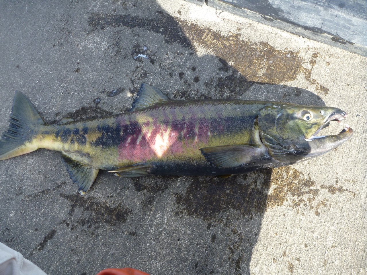 2013 09 28鮭釣り 道北 ついに ミヨ且つログ 楽天ブログ