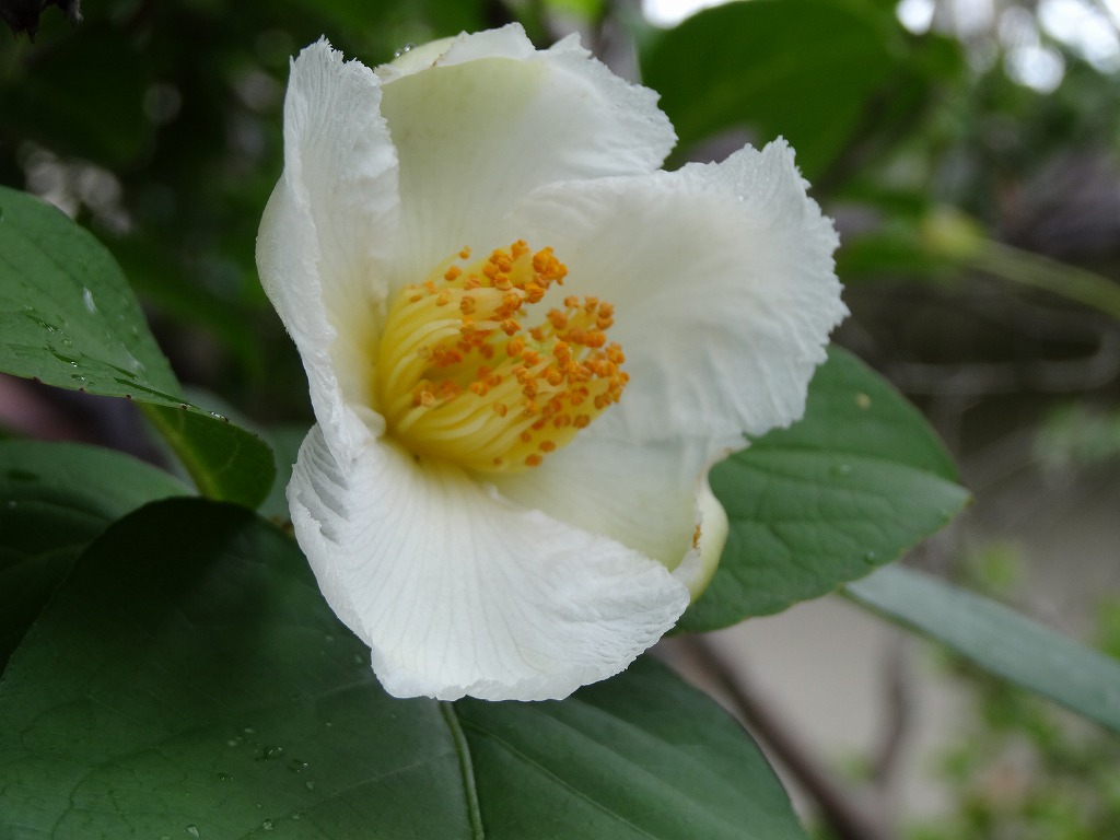 沙羅双樹の花の色 | 緑石丘テニスクラブの人間模様 - 楽天ブログ